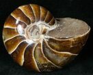 Cretaceous Nautilus Fossil - Madagascar #15003-1